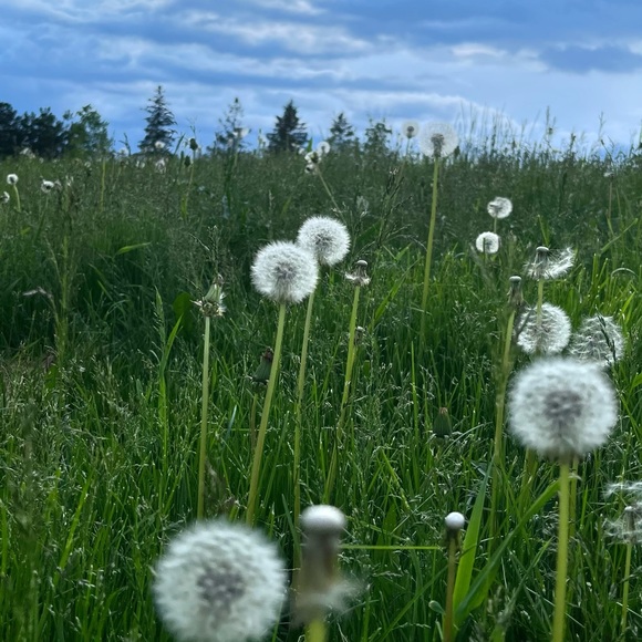 Meet your Posher, Antonia - Picture 5 of 9